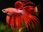 ������� (Betta splendens)