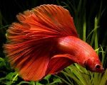 ������� (Betta splendens)