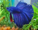 ������� (Betta splendens)